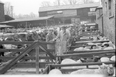 Fatstock show