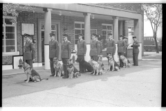 RAF Police dogs