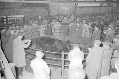 Cattle auction