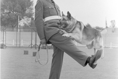 RAF dog demonstration